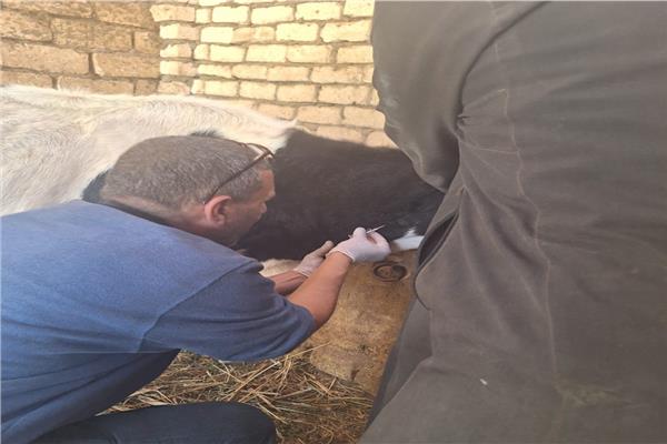 قوافل بيطرية
