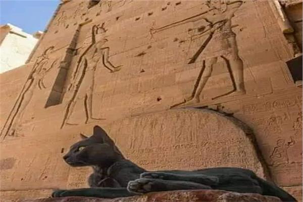 قطة داخل أحد المعابد الأثرية
