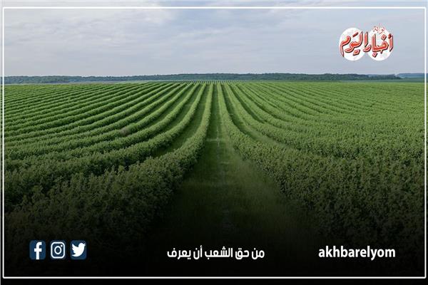 صورة موضوعية