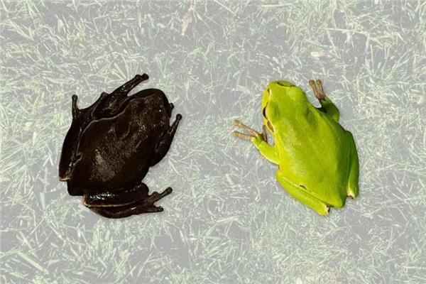  الضفادع السوداء