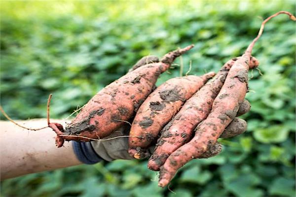 5 أسباب لتناول البطاطا 