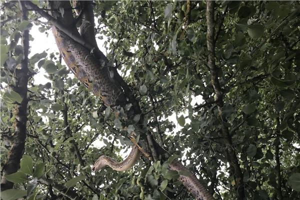  ثعبان ضخم يبتلع رجلاً بالكامل في إندونيسيا