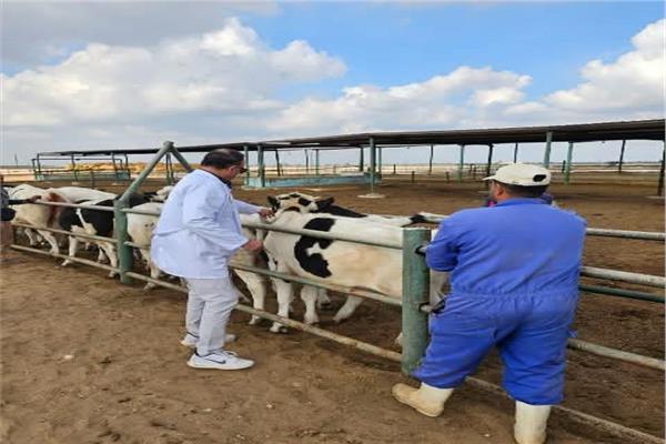 إجراء الفحص ماشية ضد البروسيلا