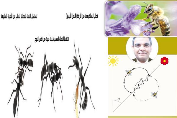 النحل يتشاءم.. الذباب يكتئب - د. عمرو عبد السميع أستاذ علم الحشرات 