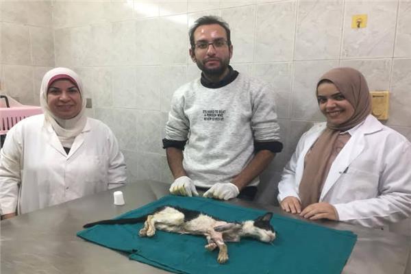 فريق من الأطباء البيطريين بإدارة الرعاية التناسلية بعيادة الحيوانات الأليفة بالغربية