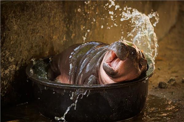 فرس النهر