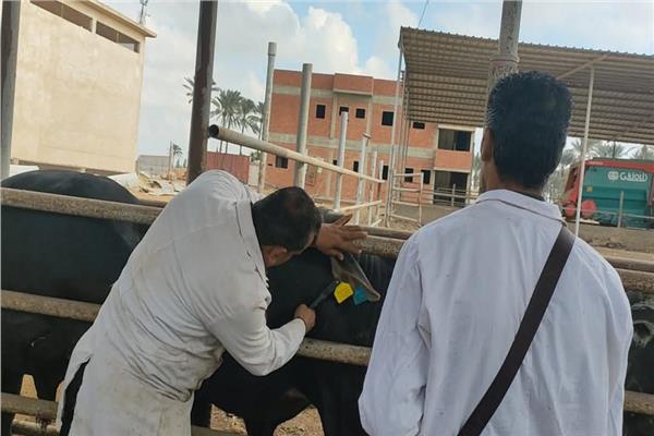تحصين ضد الحمى القلاعية