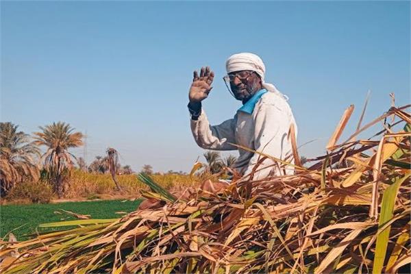 موسم حصاد القصب