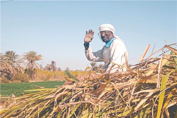 موسم عصير القصب