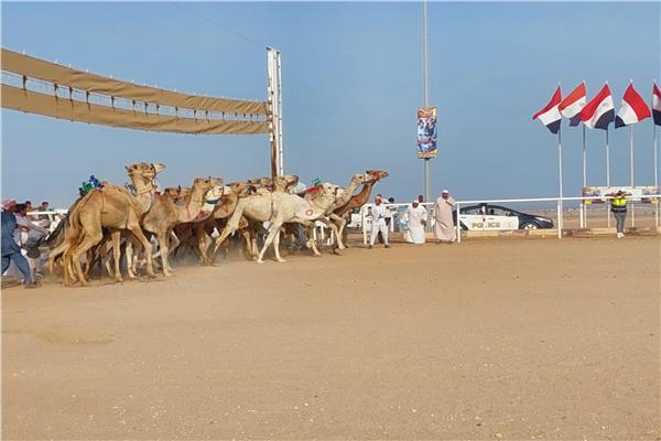 مهرجان الهجن والتراث
