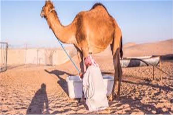 حليب الجمل