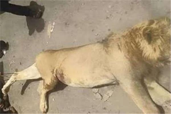 الأسد بعد قتله من قبل الأجهزة الأمنية 