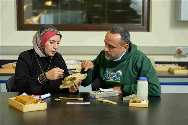 جمجمة لآكل لحوم من الثدييات المفترسة التي استوطنت مصر