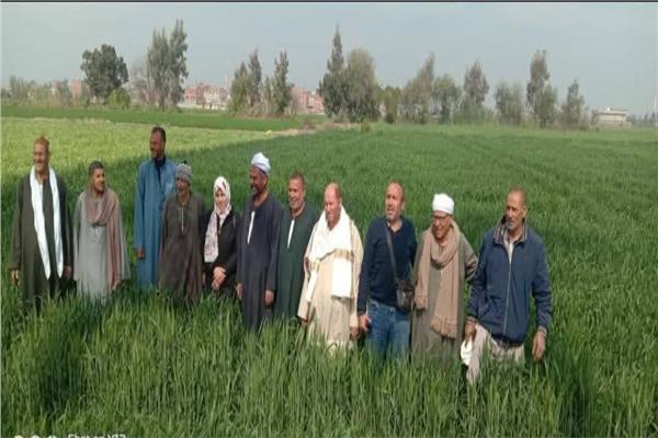 يوم حقلي للنهوض بمحصول القمح