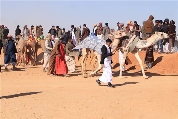  مهرجان الإسماعيلية العشرين لسباق الهجن 