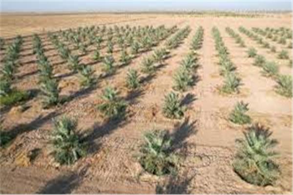 زراعة النخيل