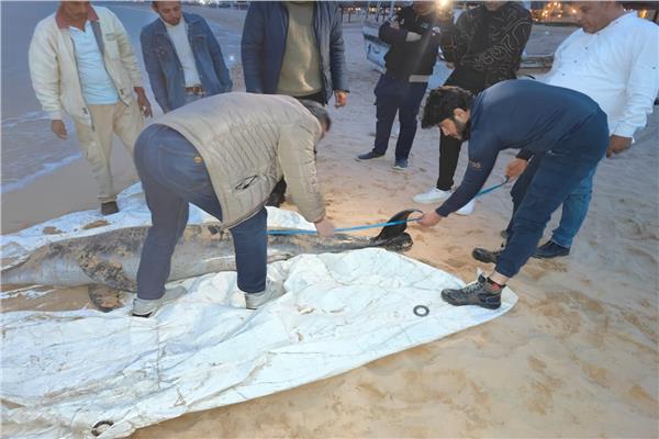 العثور على دولفين نافق بالسويس ومعهد علوم البحار يستلمه لتحنيطه