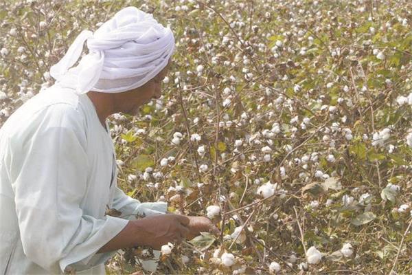 استنباط أصناف جديدة لمواجهة التغيرات المناخية