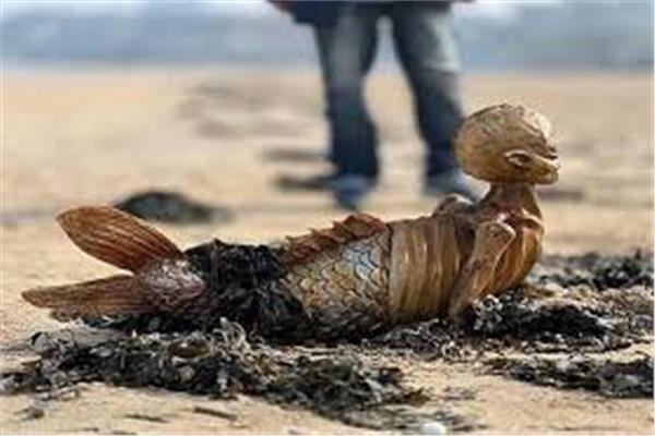 اكتشاف هيكل غامض لحورية بحر 