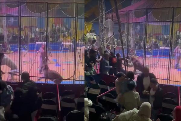  التفاصيل الكاملة لحادث هجوم نمر على عامل بطنطا