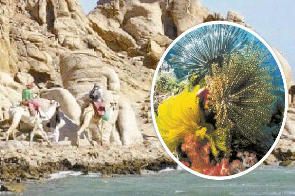 30 محمية طبيعية تمثل الكنز النادر للجمهورية الجديدة.