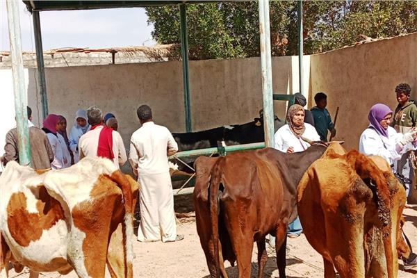 إنطلاق الحملة القومية الأولى لتحصين الثروة الحيوانية بأسوان 