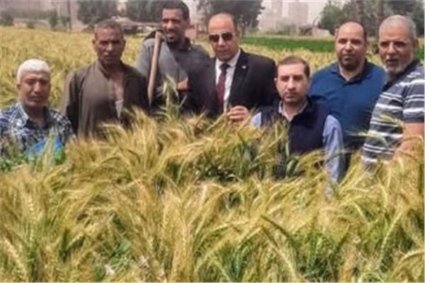 استعدادات استقبال موسم حصاد القمح