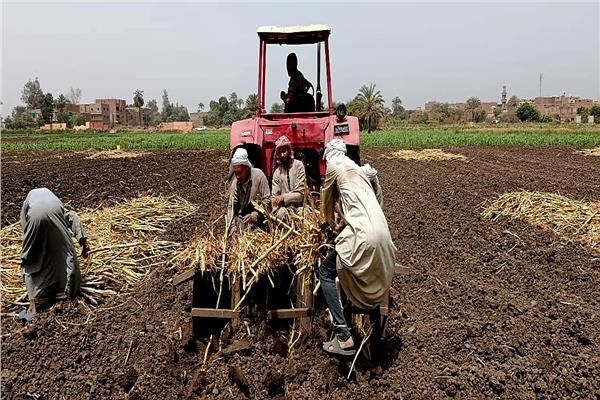  بدء موسم زراعة 120 ألف فدان بالقصب في قنا
