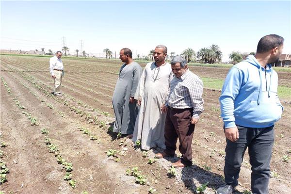 وكيل زراعة أسيوط يتفقد زراعات القطن الحديثة بمركز أبنوب