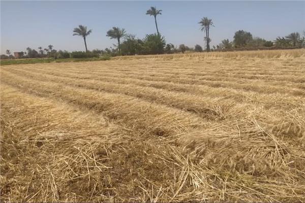 توريد قمح لشون وصوامع الشرقية