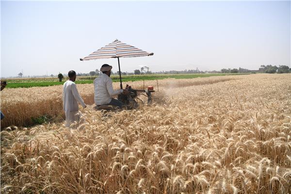 بدء توريد القمح بقنا