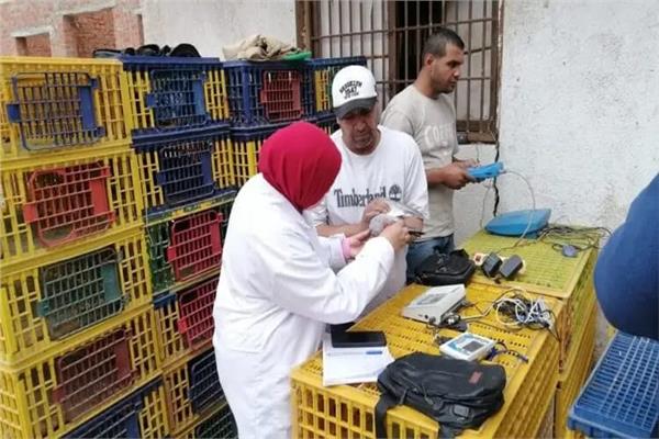 مسابقة الحمام الزاجل بمركز شباب قليوب ضمن فعاليات سباق الوجه البحري