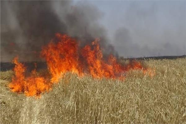 حريق هائل في حقول تبن القمح بقرية منصور في المنيا
