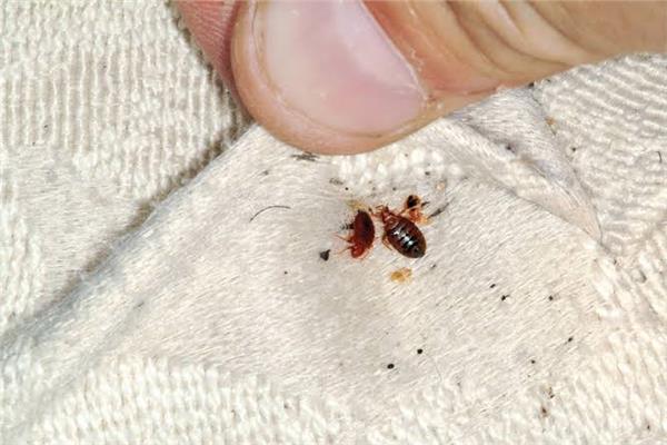 بقّ الفراش