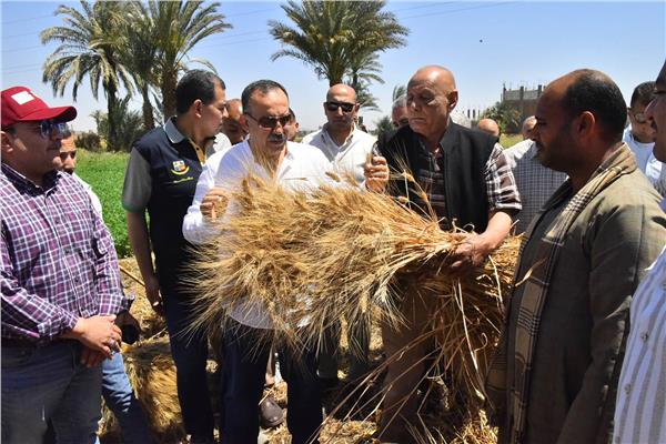 توريد 19,798 طن قمح محلي وحصاد 37,730 فدان منذ بدء موسم 2025