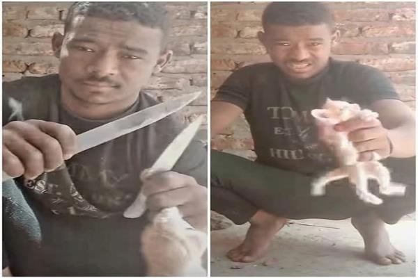 ذبح القطة العمياء 