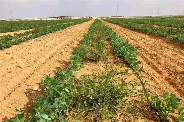 زراعة الجوجوبا