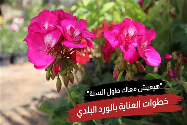 خطوات العناية بالورد البلدي