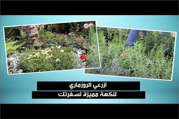 ازرعي الروزماري لنكهة مميزة لسفرتك