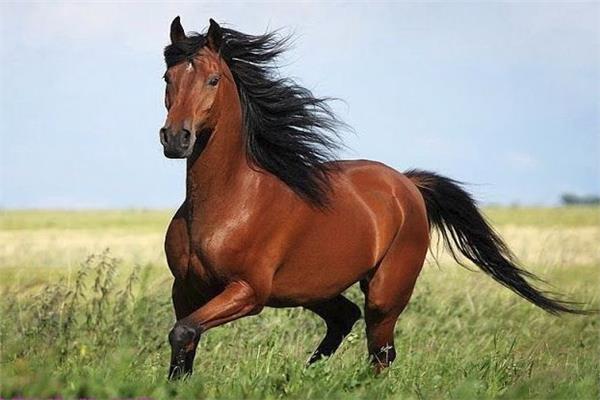 الخيول العربية