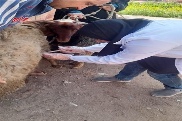 حملات بيطرية