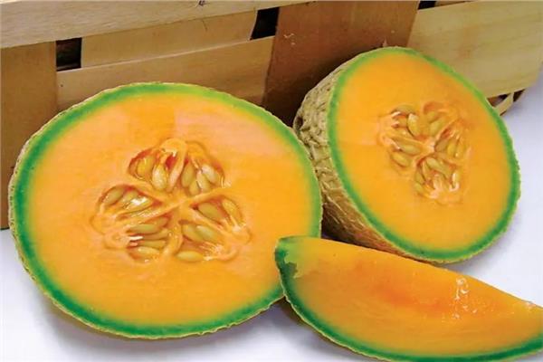 بذور الشمام