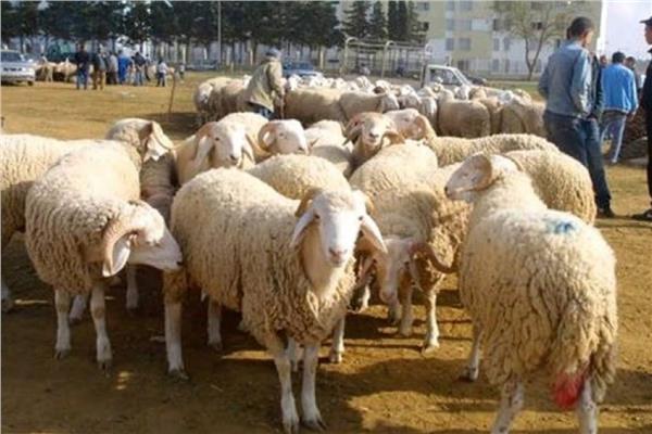 صورة موضوعية
