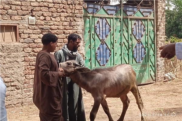  "مستقبل وطن" ينظم قافلة بيطرية بمركز الوقف لخدمة المزارعين والمربين