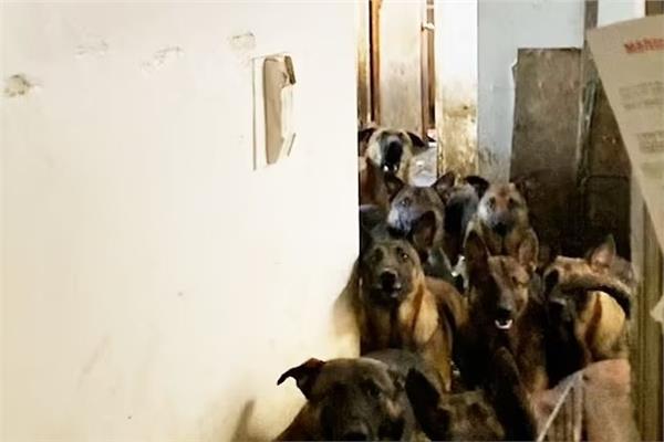العثور على 48 كلباً في شقة في نيويورك