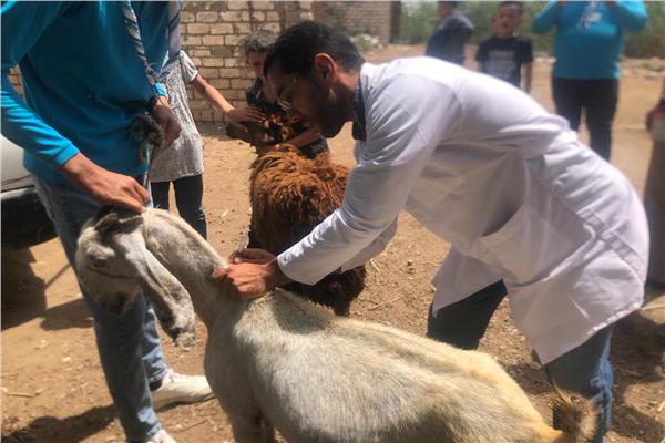 قافلة بيطرية مجانية بقرية أبو عليوة الشرقية  بكفر الشيخ