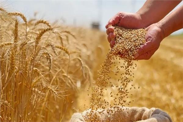 توريد القمح-موضوعية