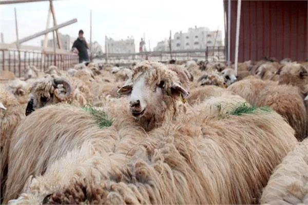 منافذ لبيع الأضاحي - صورة أرشيفية