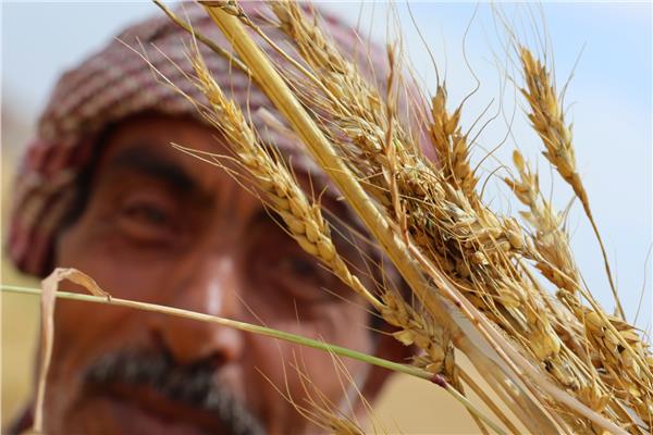توريد القمح