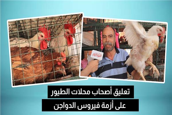 صحاب محل دواجن يعلق على أزمة فيروس الطيور